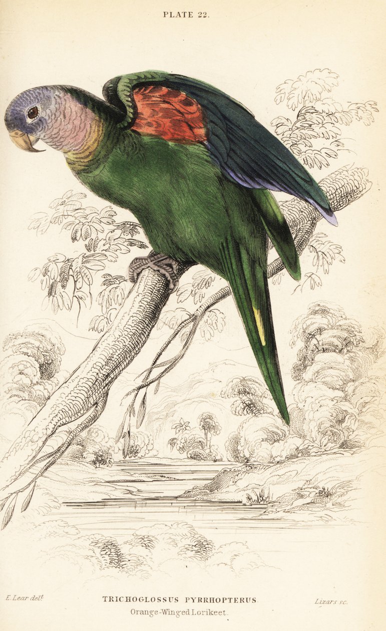 Turuncu kanatlı amazon, Amazona amazonica by William Home Lizars
