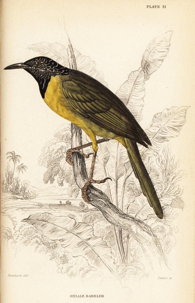 Sarımsak ötleğen, Hypergerus atriceps by William Home Lizars