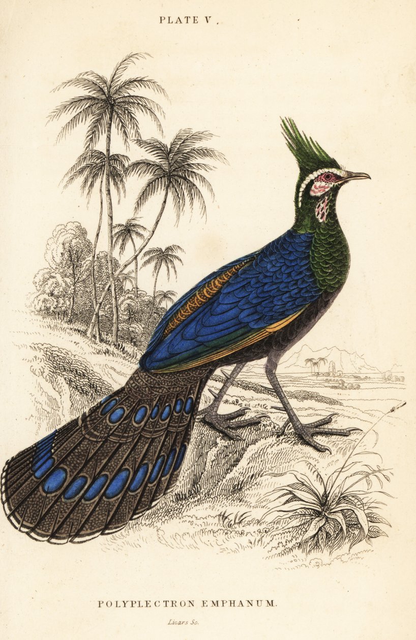 Palawan tavus kuşu-sülün, Polyplectron napoleonis by William Home Lizars