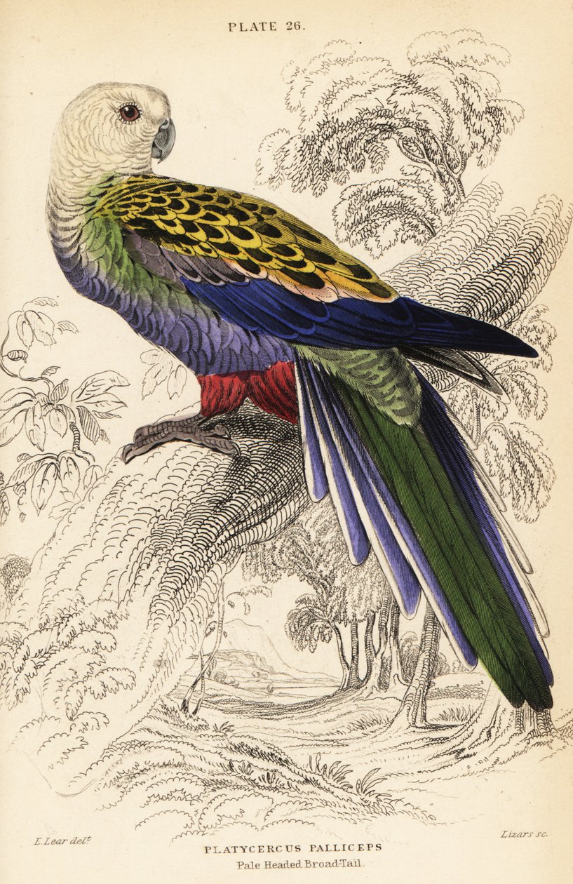 Soluk başlı haşhaş (palliceps), Platycercus adscitus palliceps by William Home Lizars