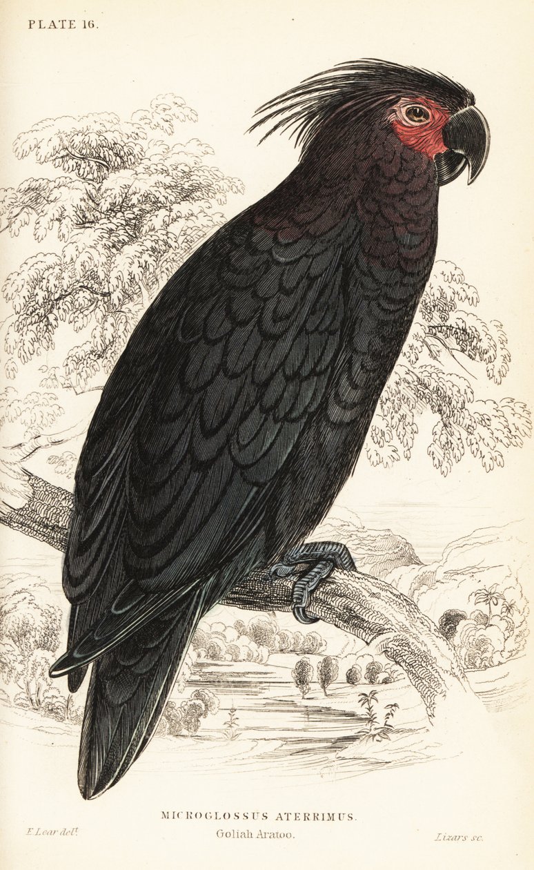 Palmiye kakadu, Probosciger aterrimus by William Home Lizars