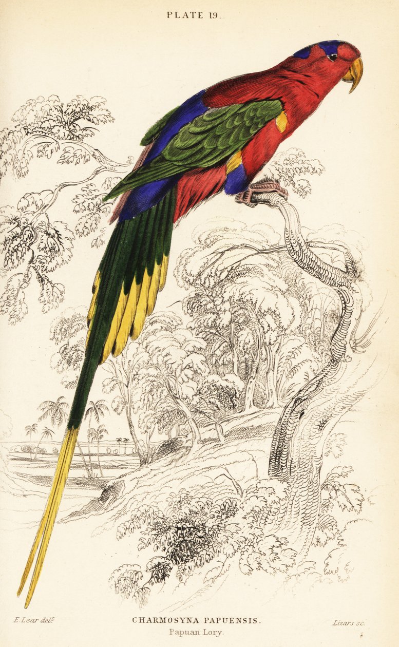 Papuan lori, Stella