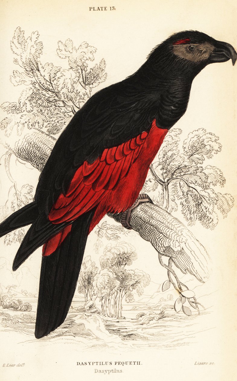 Pesquet