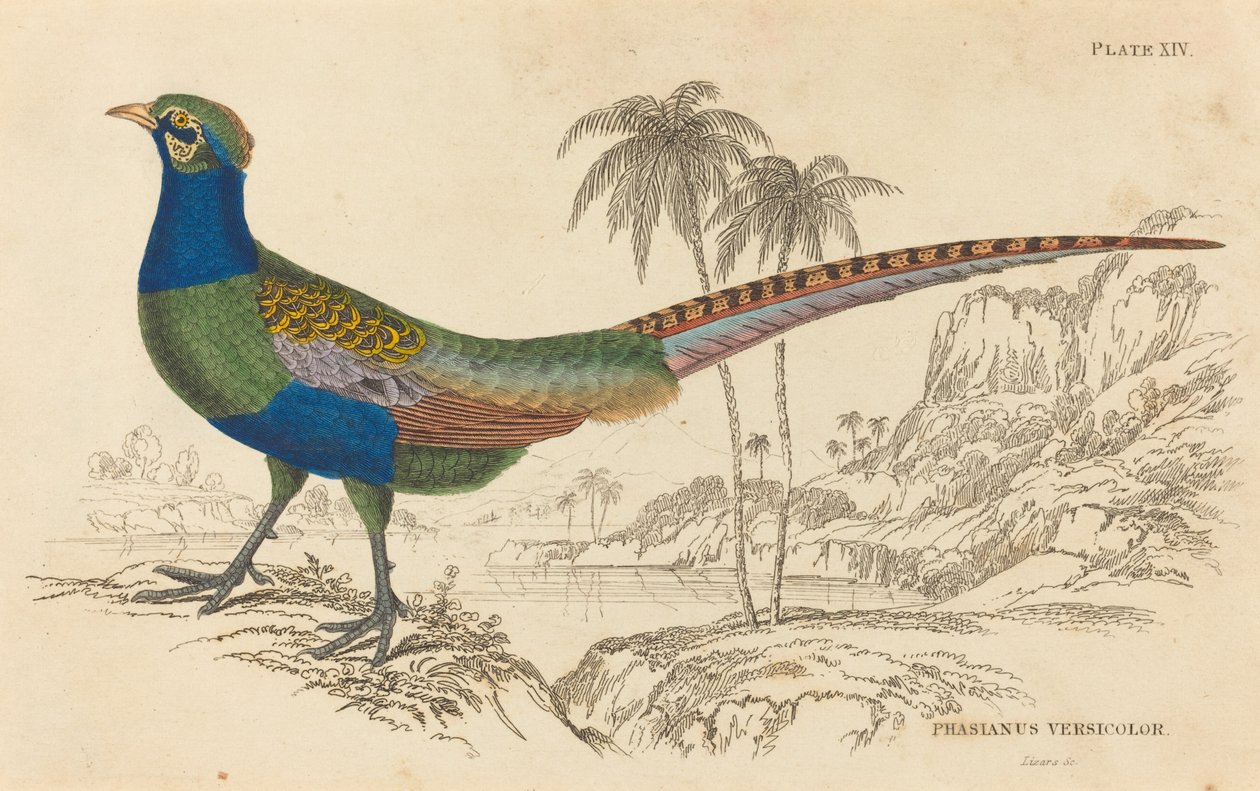 Phasianus Versicolor. by William Home Lizars