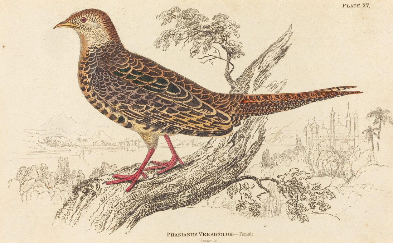 Phasianus Versicolor - Kadın. by William Home Lizars