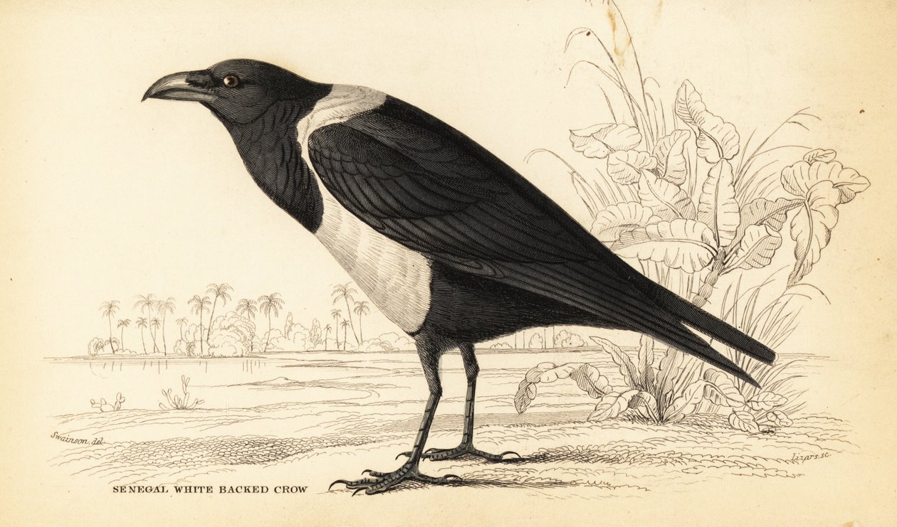 Alaca kargası, Corvus albus by William Home Lizars