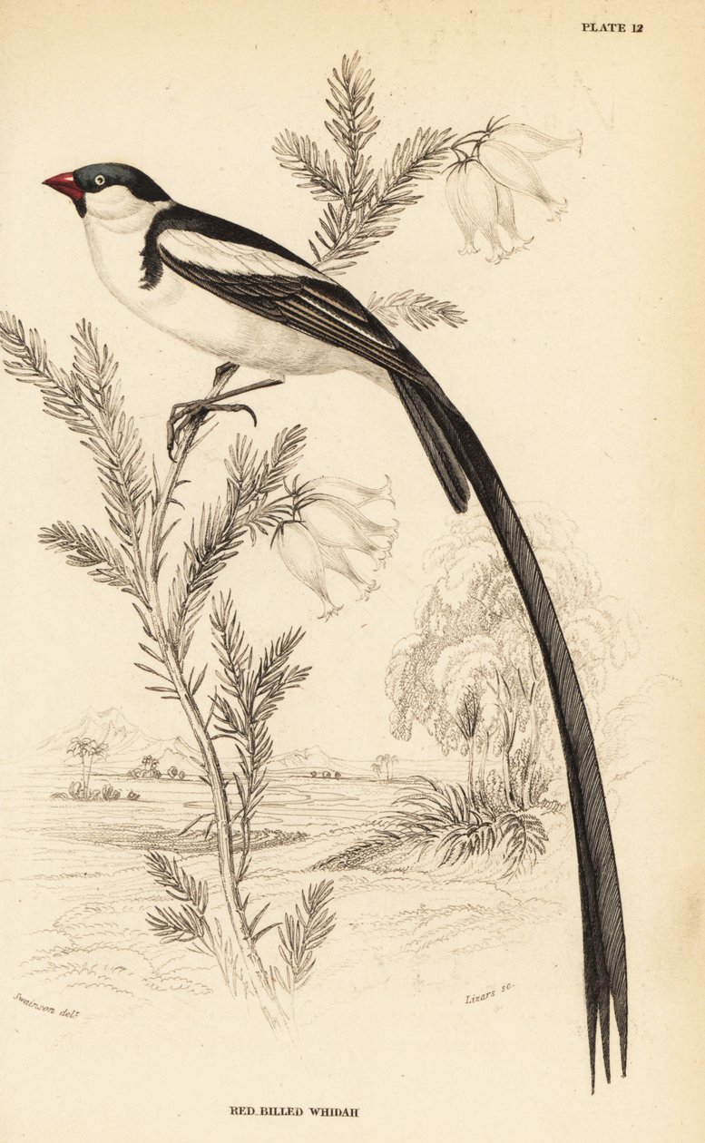İğne kuyruklu Whydah, Vidua macroura (Kırmızı gagalı whidah, Vidua erythrorhynchus) by William Home Lizars