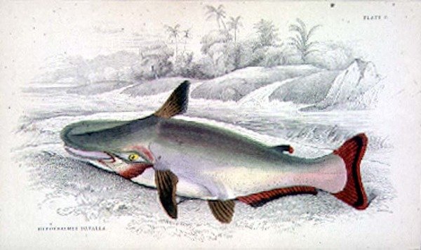 Levha 9 Hypothalmus Davalla, Sir Robert Hermann Schomburgh (1804-65) tarafından yazılan 
