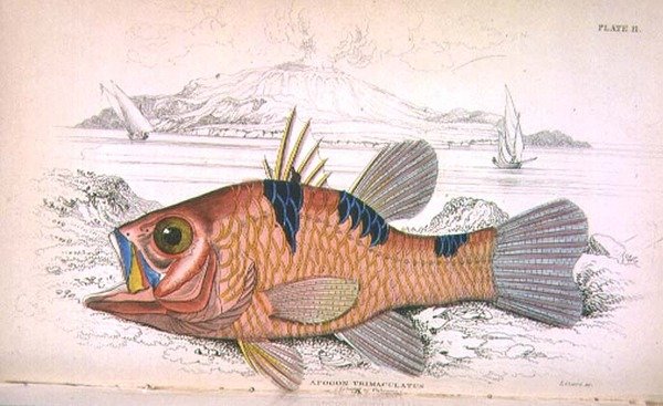 Plaka onbir; Apongon Trimaculatus (Volkan Adası), 