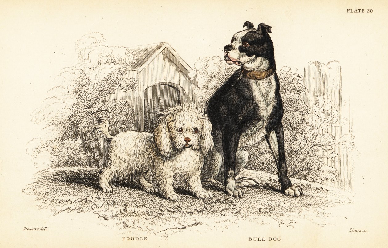 Kaniş, Canis aquaticus ve bulldog, Canis anglicus by William Home Lizars