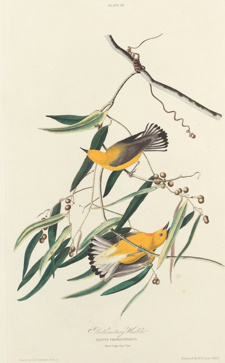 Prothontari Barbal, 1826. by William Home Lizars