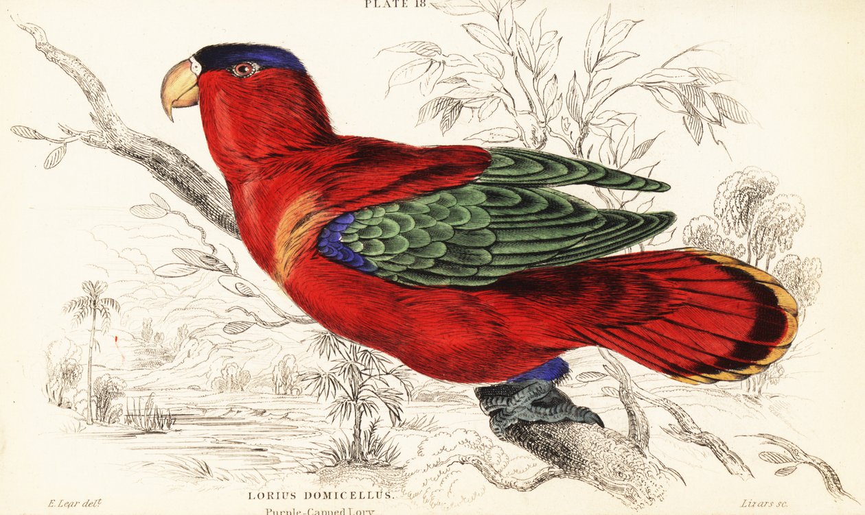 Mor enseli lory, Lorius domicella by William Home Lizars