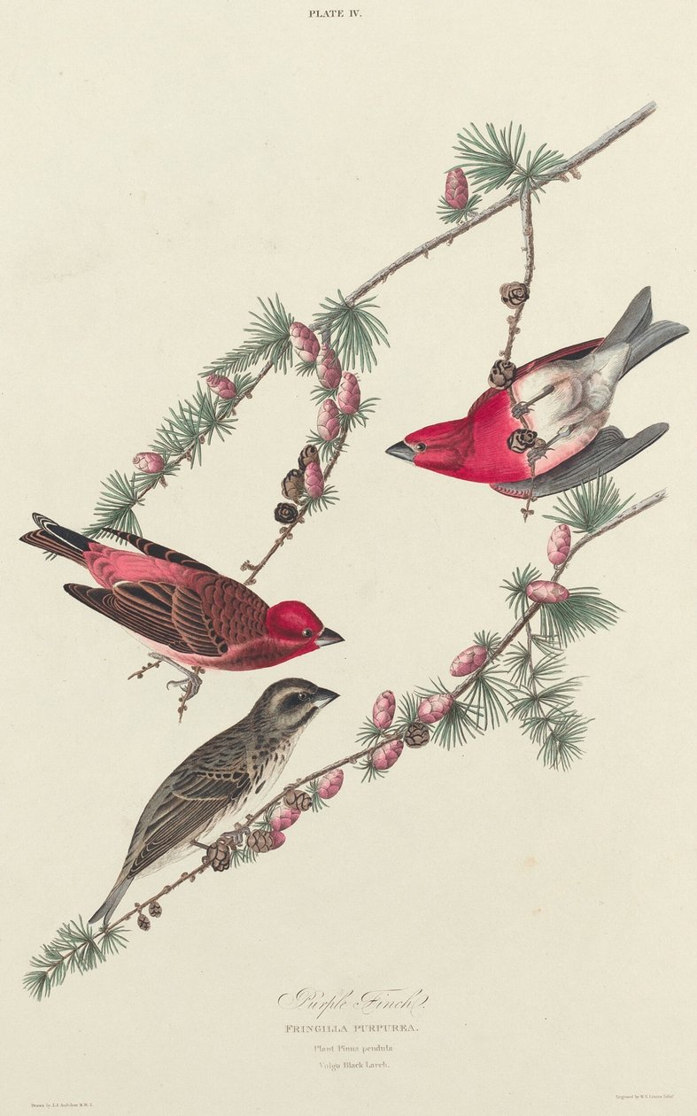 Mor Finch, 1827. by William Home Lizars