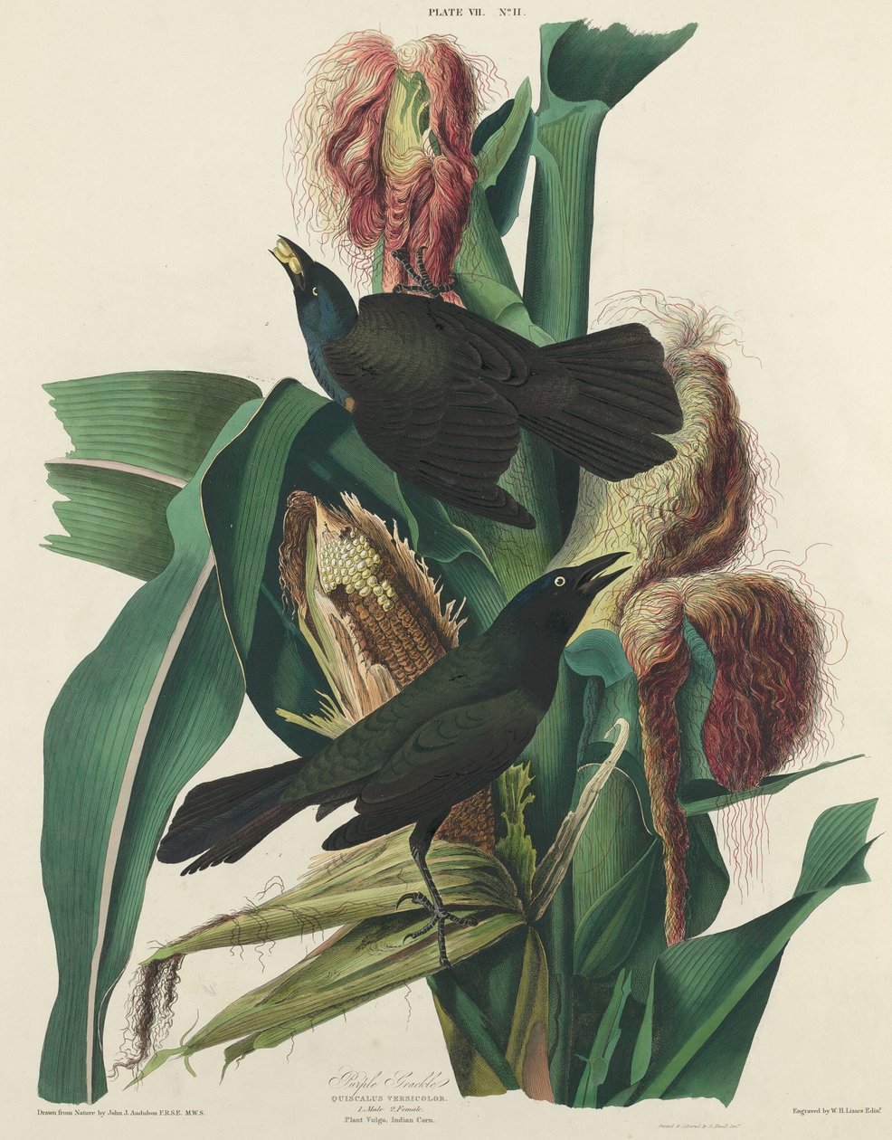Mor Grackle, 1827. by William Home Lizars