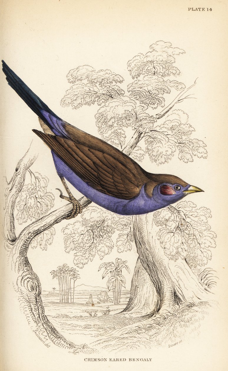 Kırmızı yanaklı cordon-bleu, Uraeginthus bengalus by William Home Lizars