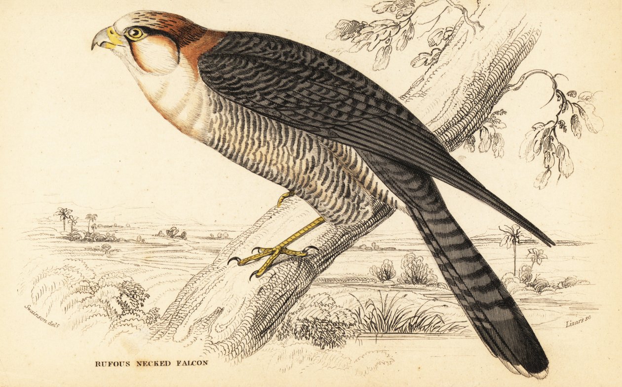 Kızıl boyunlu şahin, Falco chicquera ruficollis by William Home Lizars