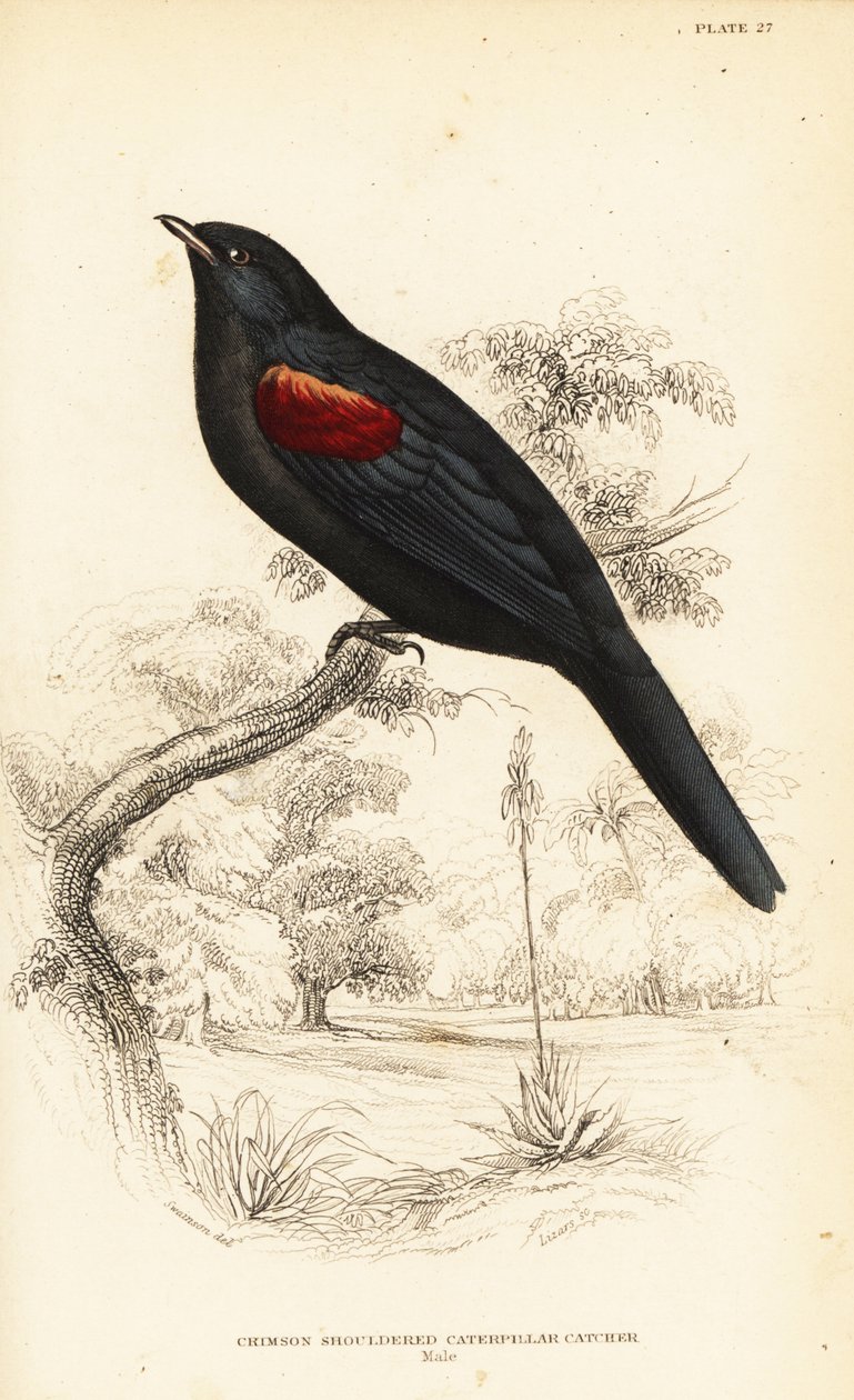 Kırmızı omuzlu guguk kuşu, erkek, Campephaga phoenicea by William Home Lizars