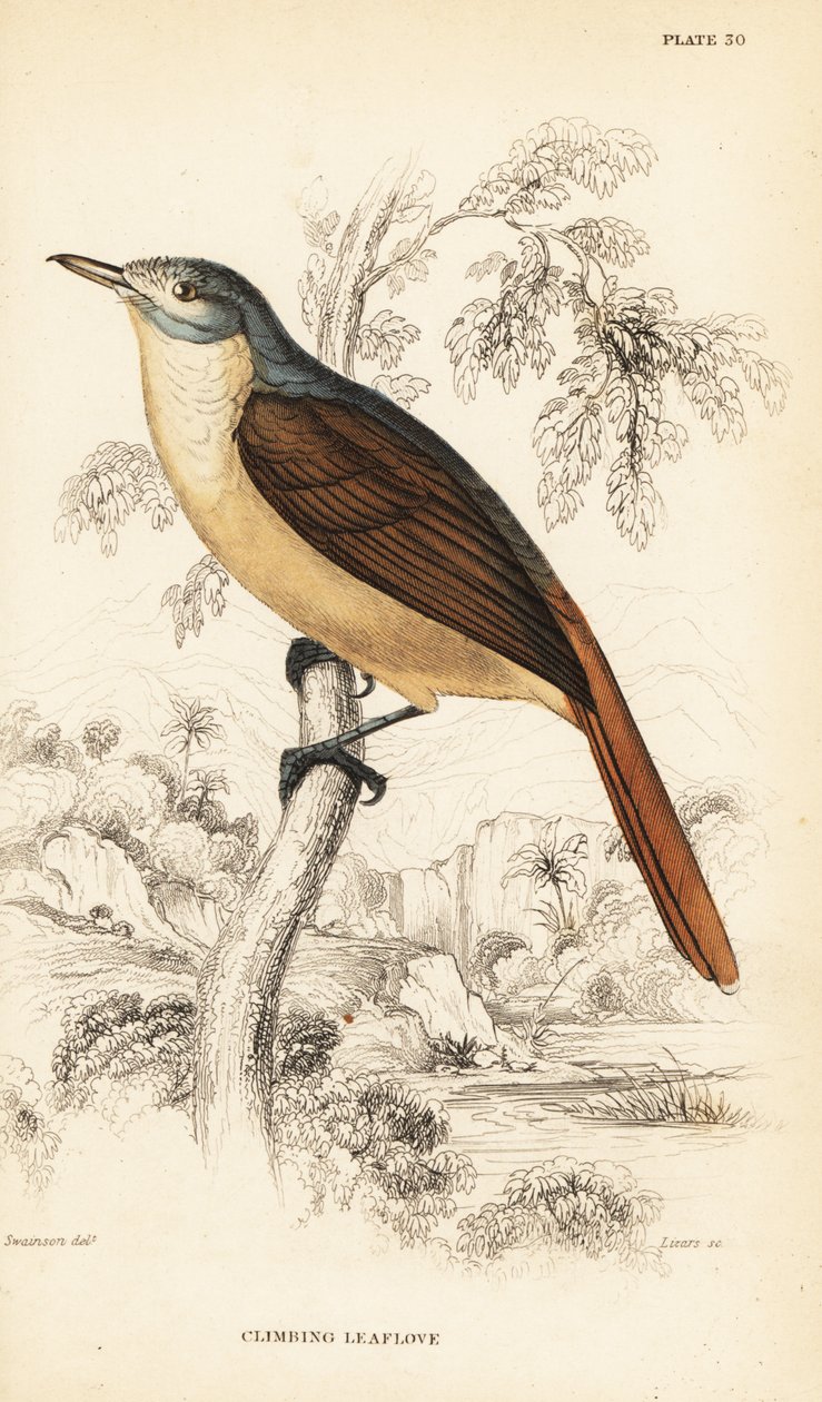 Kırmızı kuyruklu yaprak sevgisi veya tırmanan yaprak sevgisi, Phyllastrephus scandens by William Home Lizars