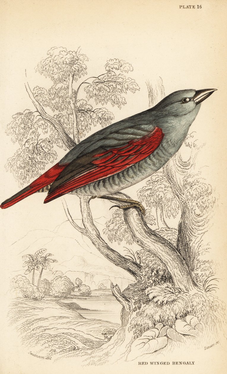 Kırmızı kanatlı pytilia, Pytilia phoenicoptera (Kızıl kanatlı bengali, Pytilia phaenicoptera) by William Home Lizars