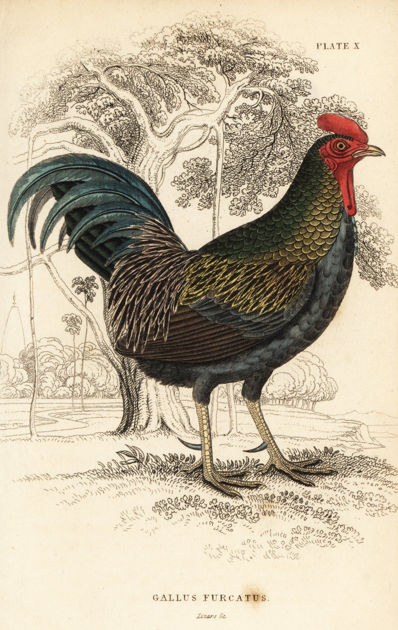 Kırmızı orman kuşu, Gallus gallus javanicus by William Home Lizars