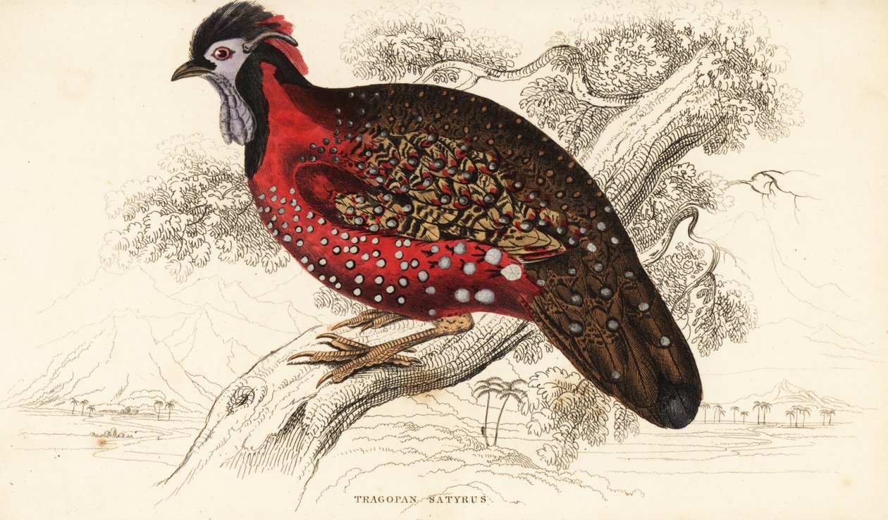 Satyr tragopan veya kızıl boynuzlu sülün, Tragopan satyra (Nepaul tragopan, Tragopan satyrus) by William Home Lizars