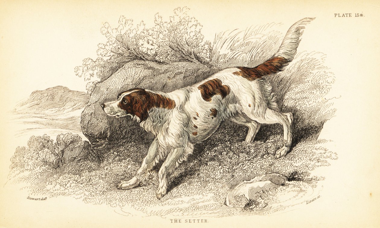 Setter, Canis lupus familyis (Canis indeksi) by William Home Lizars
