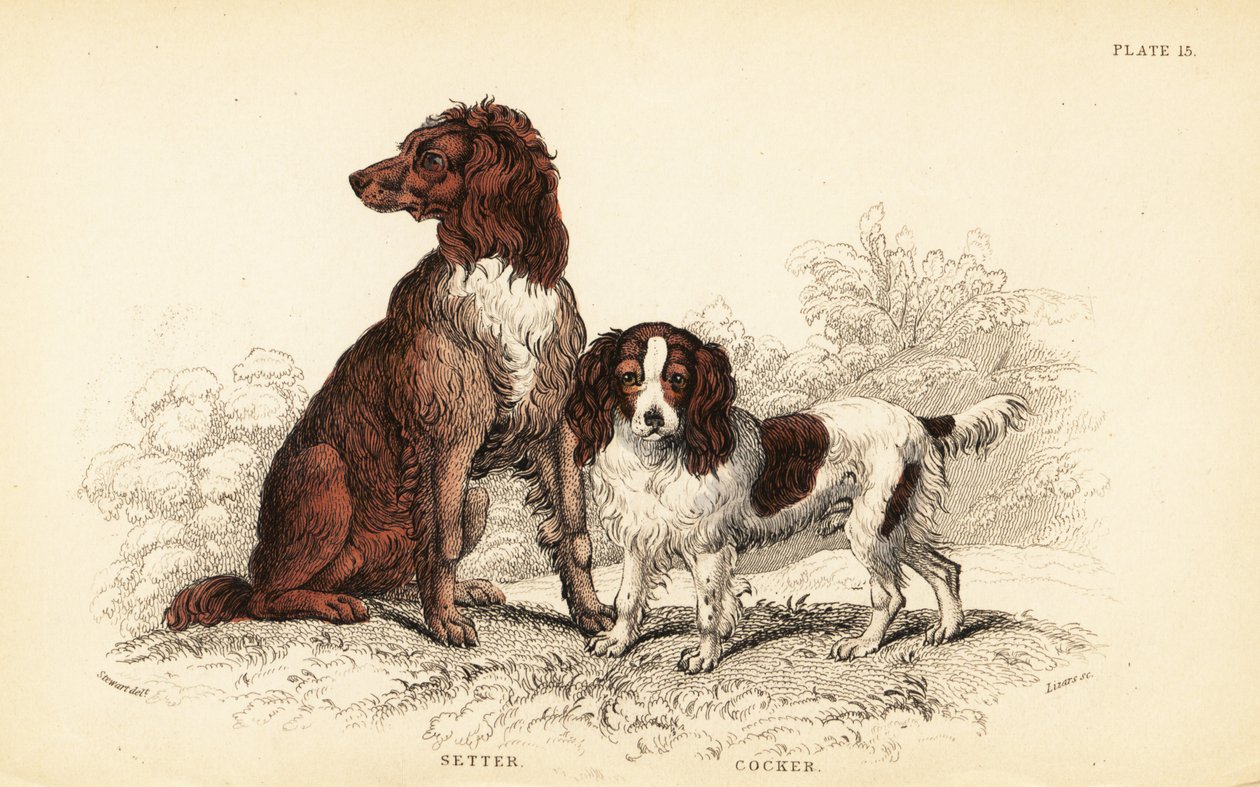 Pasör ve yavru horoz İspanyol, Canis lupus aşinalık by William Home Lizars