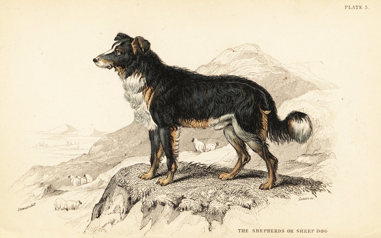 Çoban köpeği veya çoban köpeği, Canis lupus familyis (Canis domesticus) by William Home Lizars