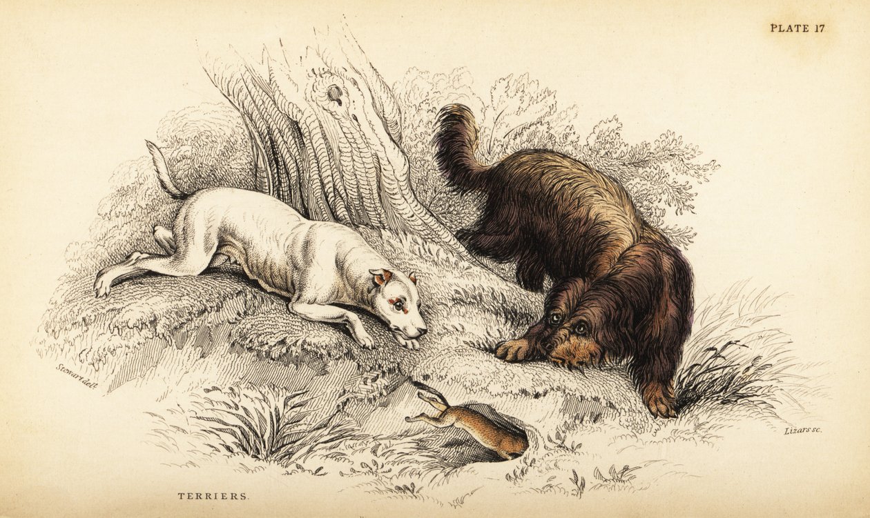 Pürüzsüz kaplamalı teriyer ve İskoç veya tel tüylü teriyer, Canis lupus aşinalık (Canis terarius) by William Home Lizars