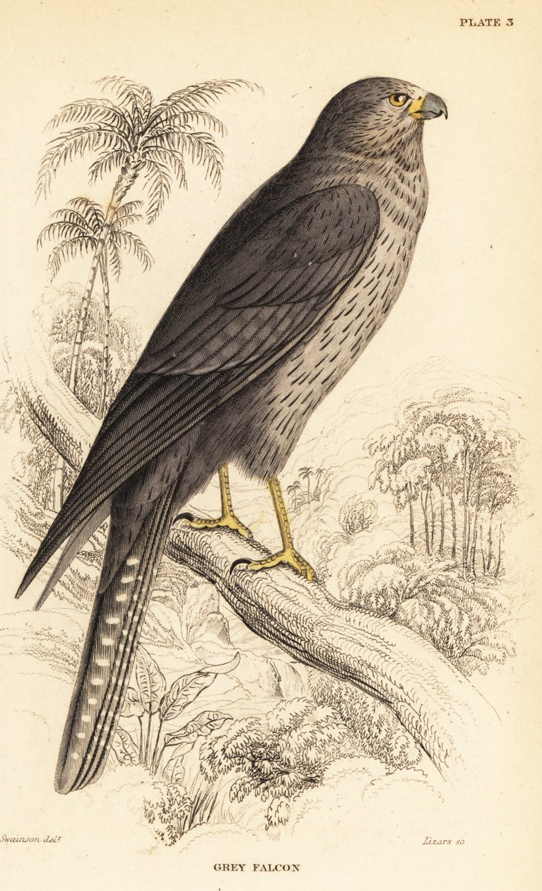 İsli şahin, Falco concolor by William Home Lizars