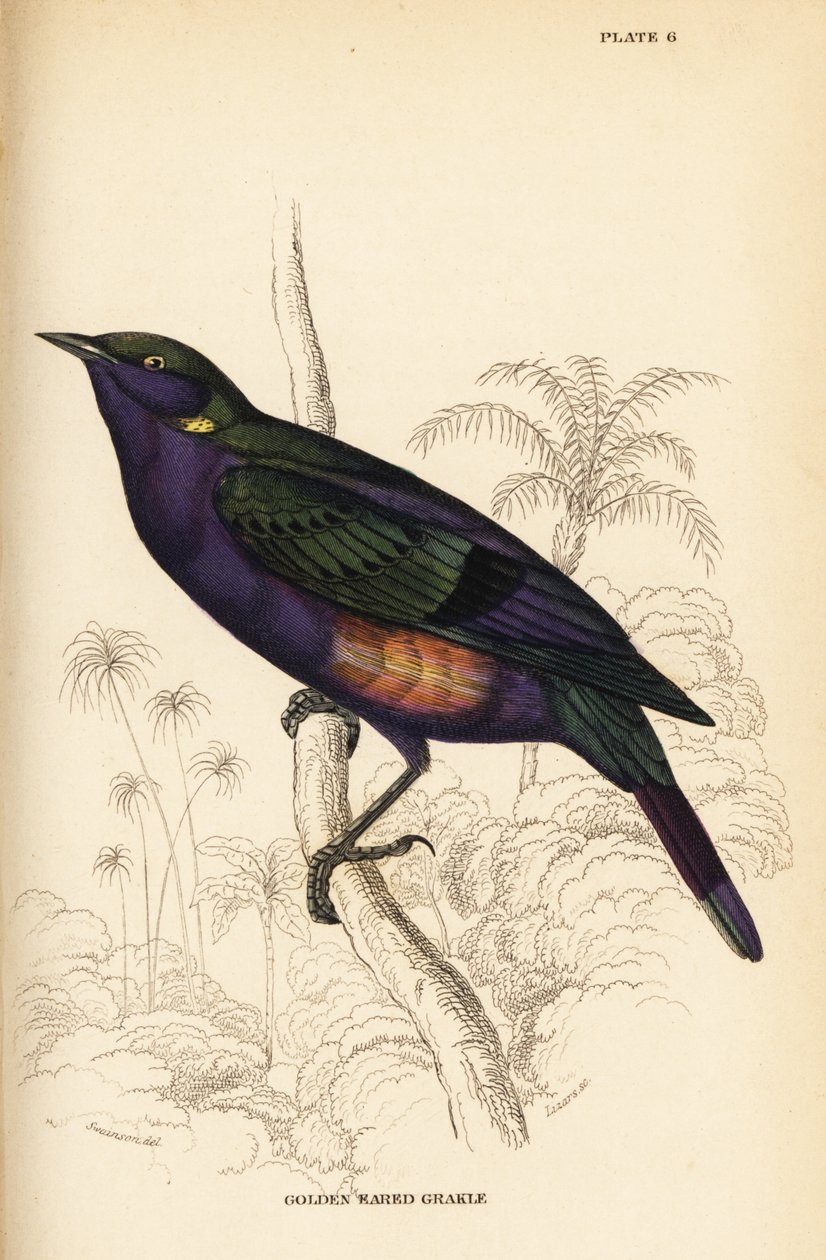Muhteşem parlak sığırcık (Senegal), Lamprotornis splendidus chrysonotis (Altın kulaklı grakle, Lamprotornis chrysonotis) by William Home Lizars
