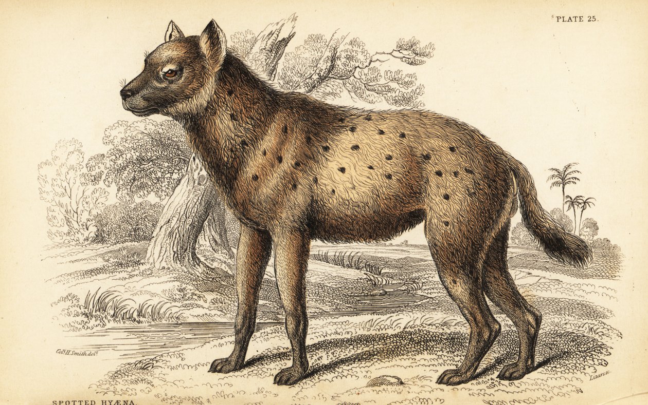 Benekli sırtlan veya gülen sırtlan, Crocuta crocuta (Hyaena crocuta) by William Home Lizars