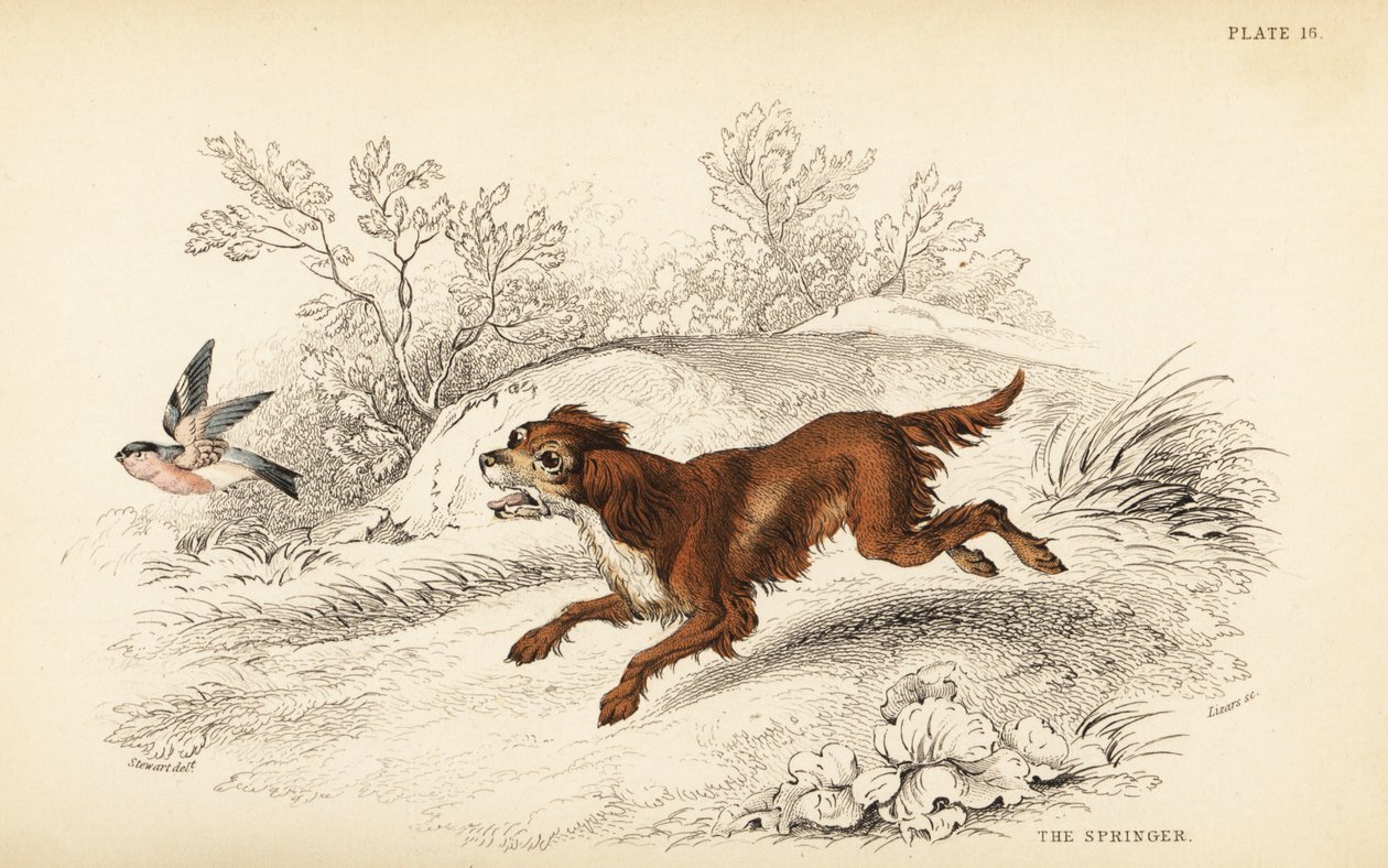 Springer veya İngiliz yaylı spaniel, Canis lupus abuseris by William Home Lizars