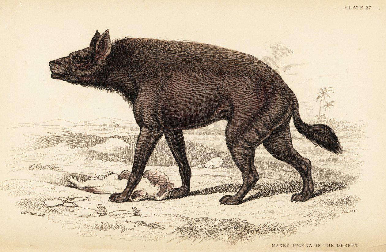 Çizgili sırtlan, Hyaena hyaena (Çölün çıplak sırtlan, Hyaena vulgaris) by William Home Lizars