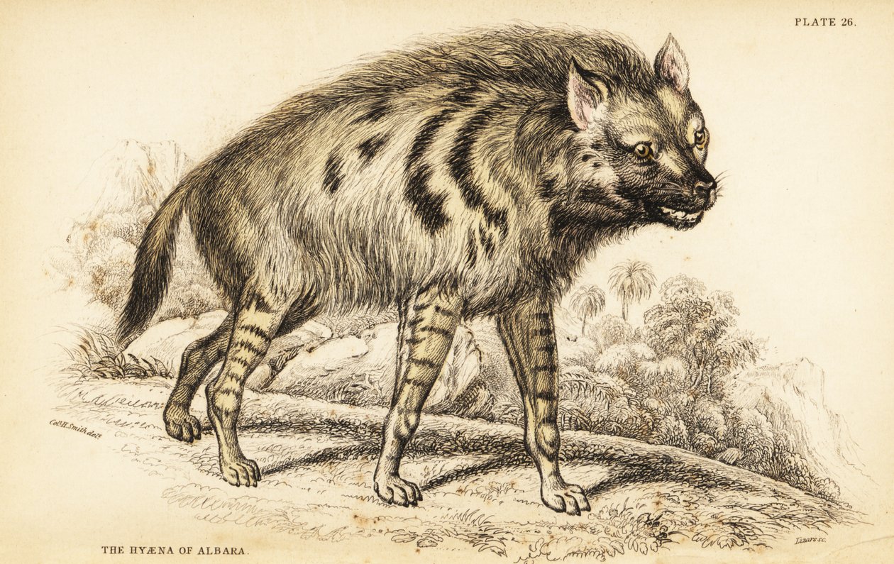 Çizgili sırtlan, Hyaena sırtlan by William Home Lizars