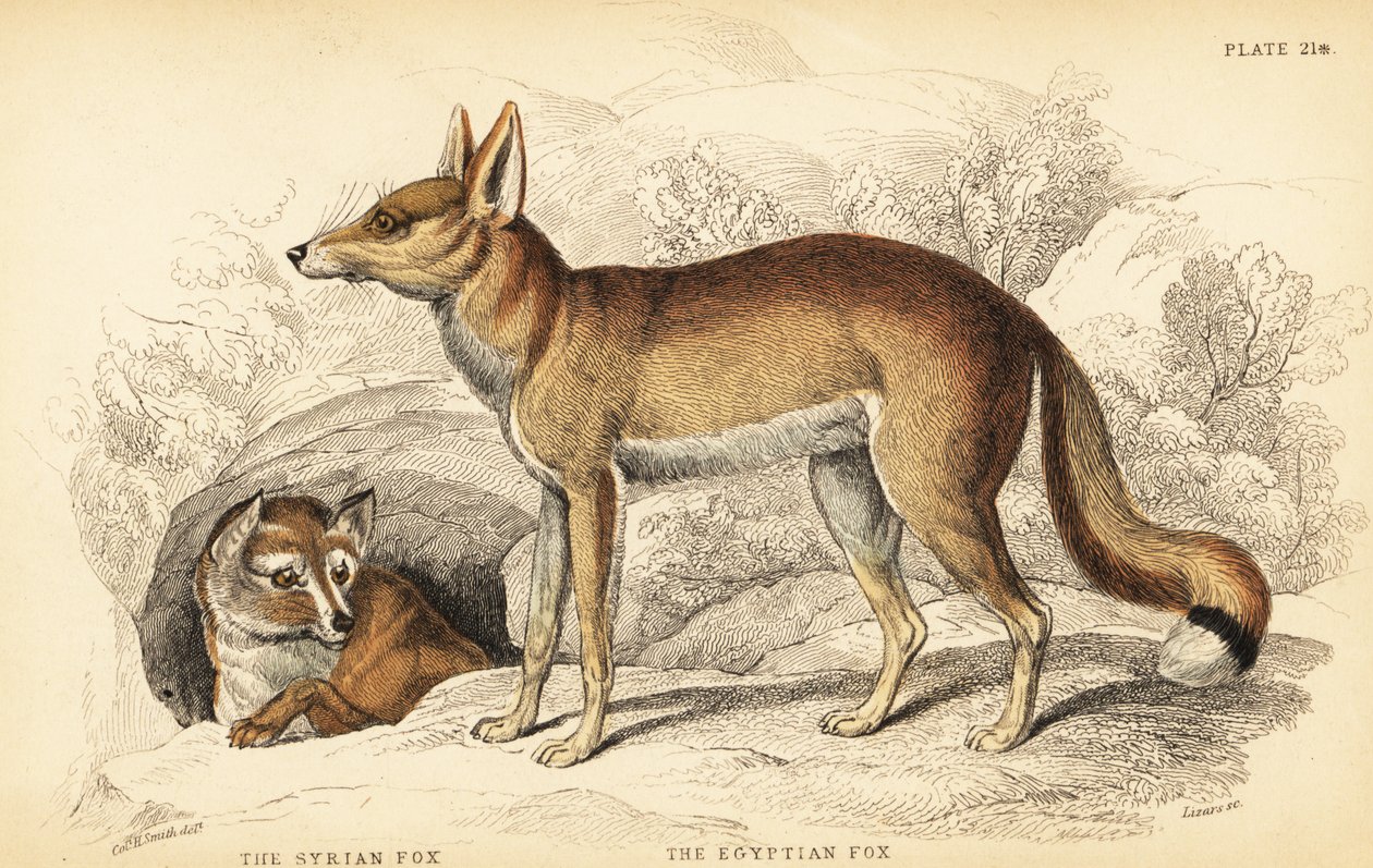 Suriye tilkisi veya Taaleb, Vulpes thaleb (veya Blanford'un tilkisi, Vulpes cana?) ve Mısır tilkisi veya Sabora, Vulpes vulpes niloticus by William Home Lizars