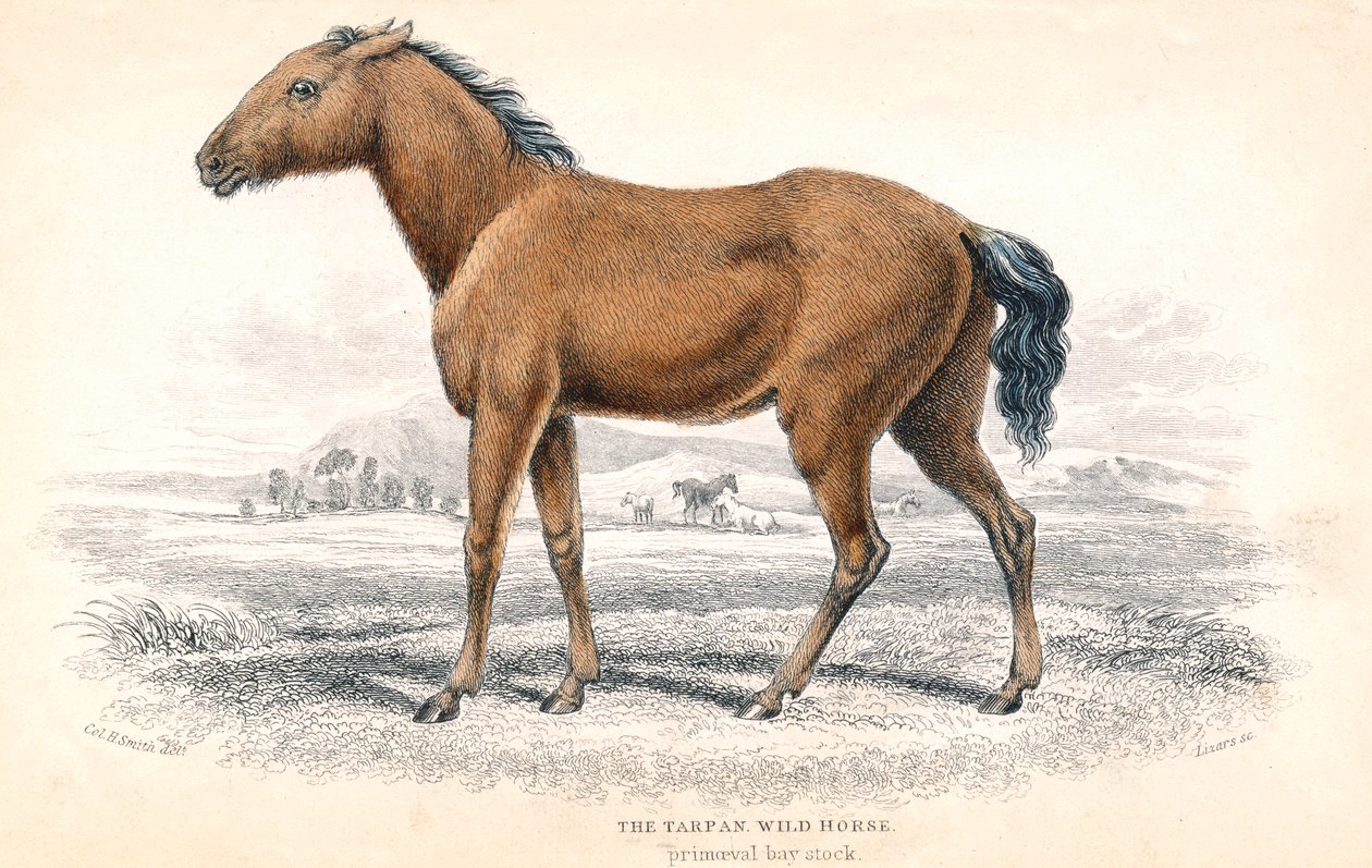 Tarpan, 1830 by William Home Lizars