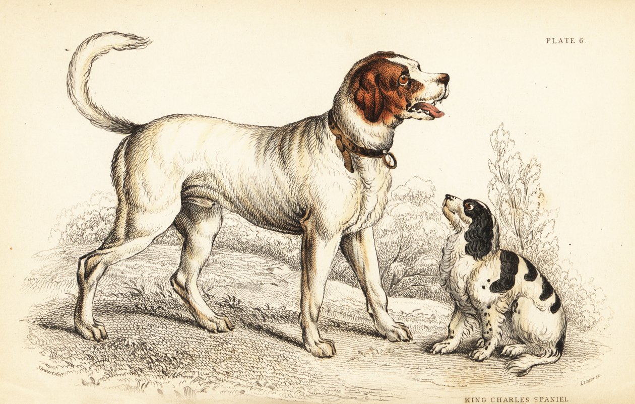 Alp veya Büyük St Bernard köpeği, Canis lupus familyis ve King Charles spaniel, Canis lupus abuseris (Canis extrarius) by William Home Lizars