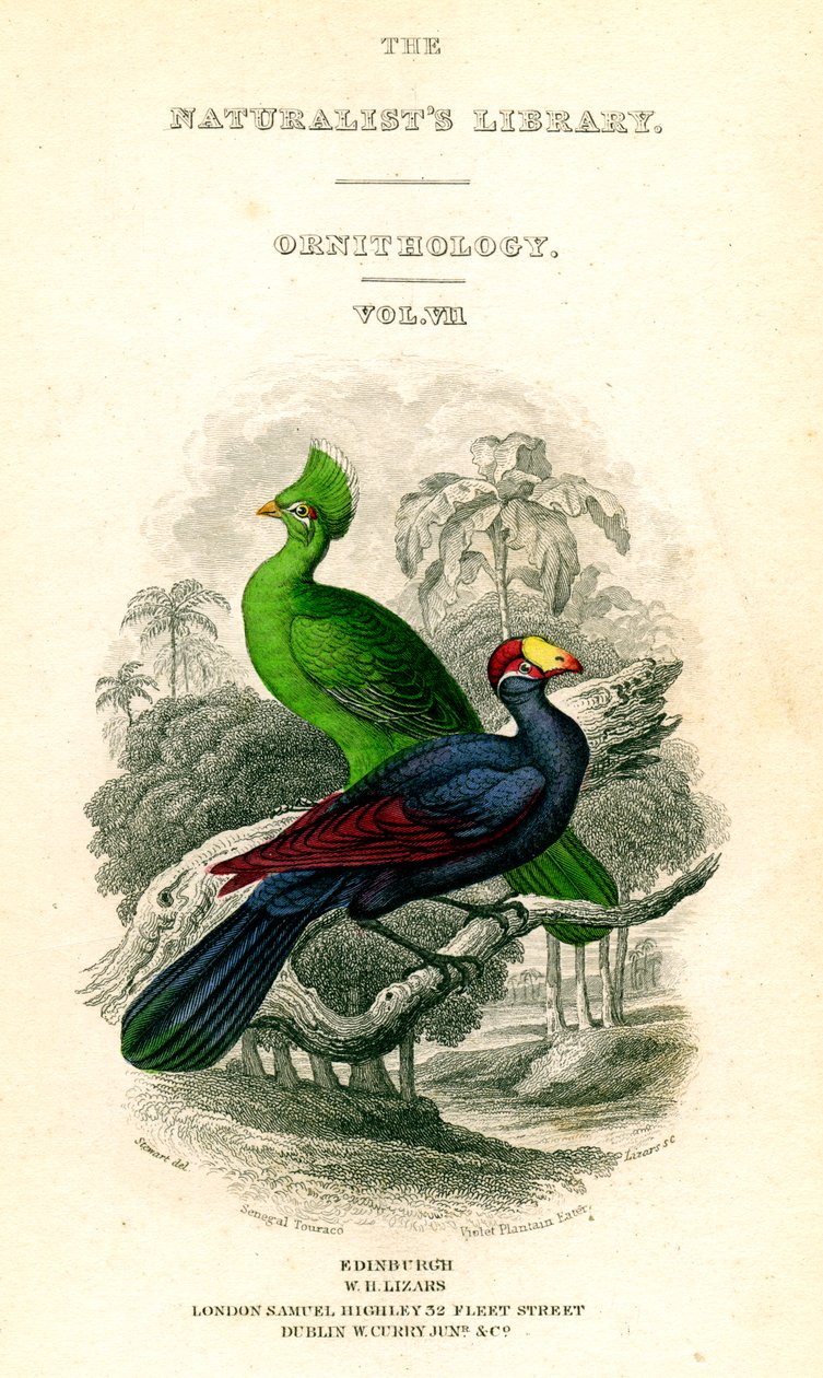 The Naturalists Library, Ornitology, Senegal Touraco, Violet Muz Yiyen, c1833-1865. by William Home Lizars