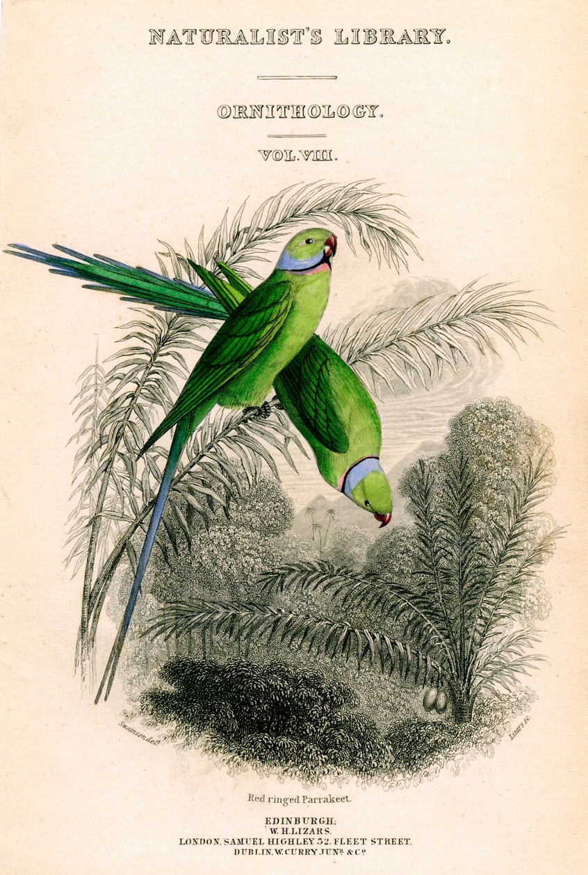 The Naturalists Library, Ornitology Vol VIII, Red Ringed Parrakeet, c1833-1865. by William Home Lizars