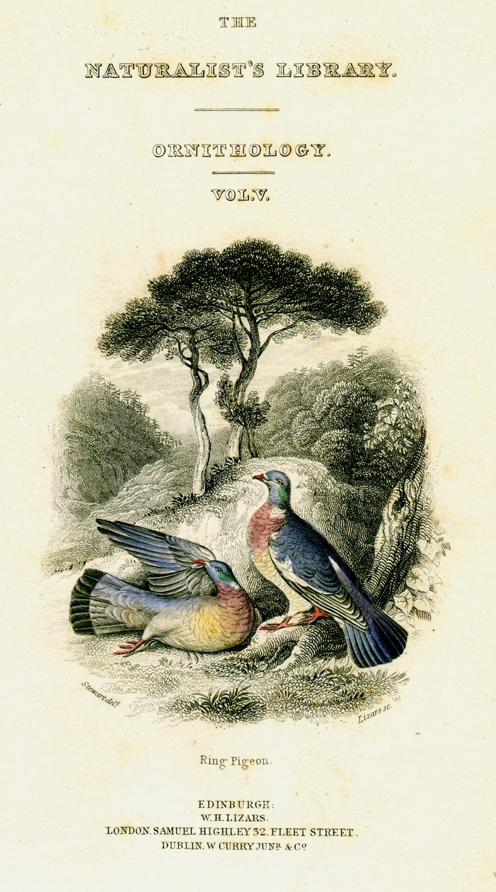 The Naturalists Library, Ornitology Vol V, Ring Pigeon, c1833-1865. by William Home Lizars