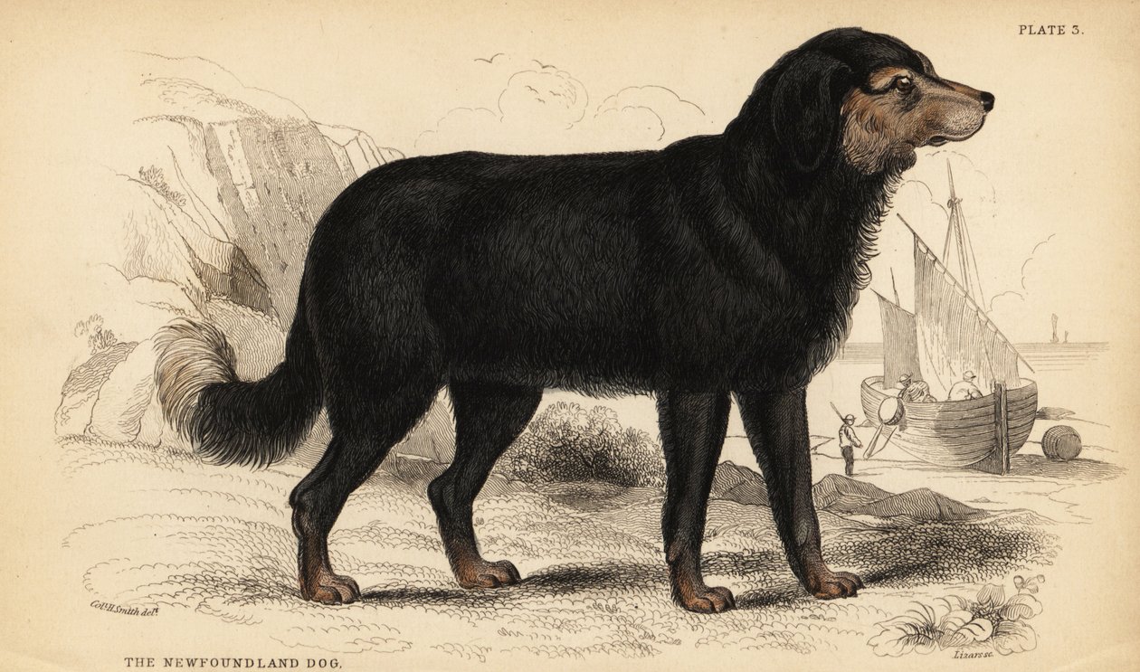 Newfoundland köpeği, Canis lupus familyis )Canis terranovae) by William Home Lizars