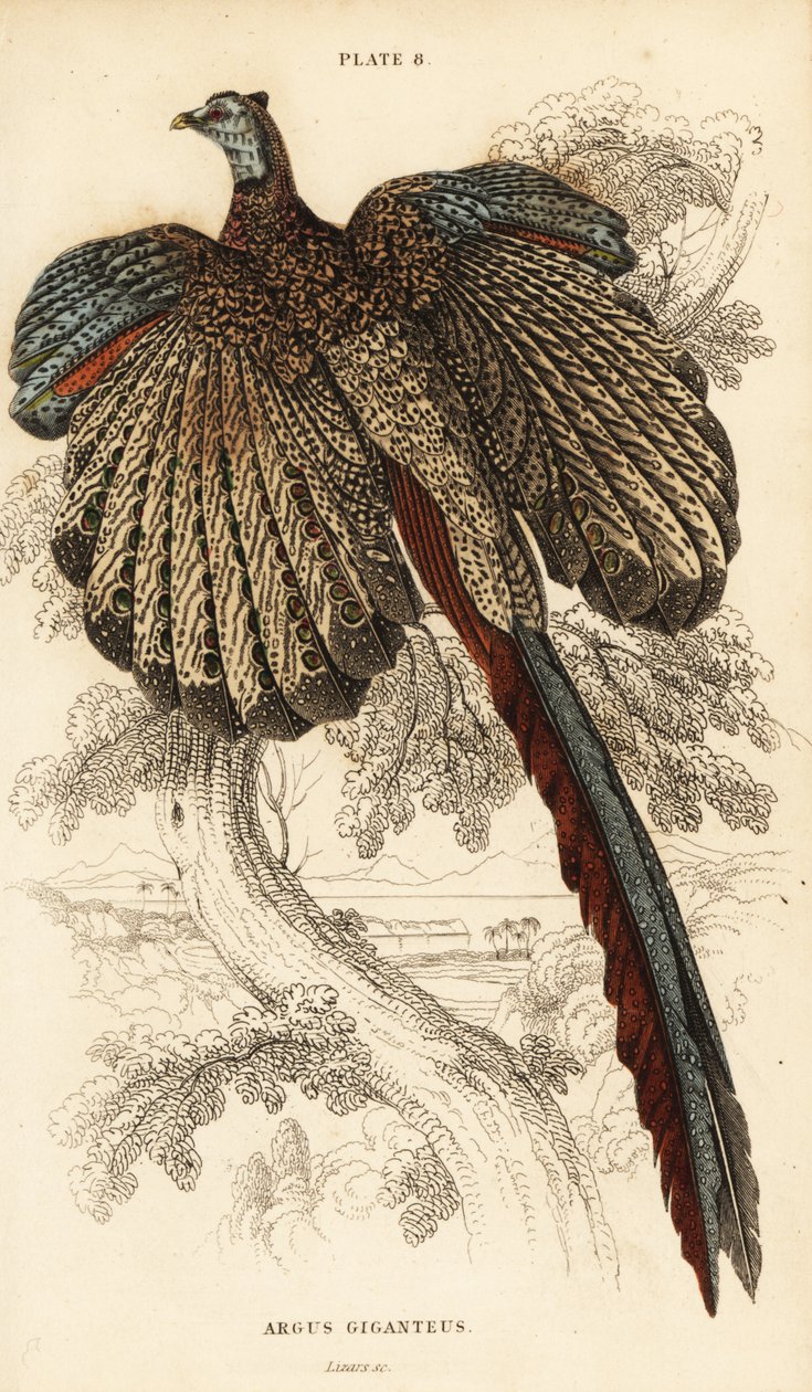 Büyük argus, Argusianus argus (Argus sülün veya devasa argus, Argus giganteus) by William Home Lizars