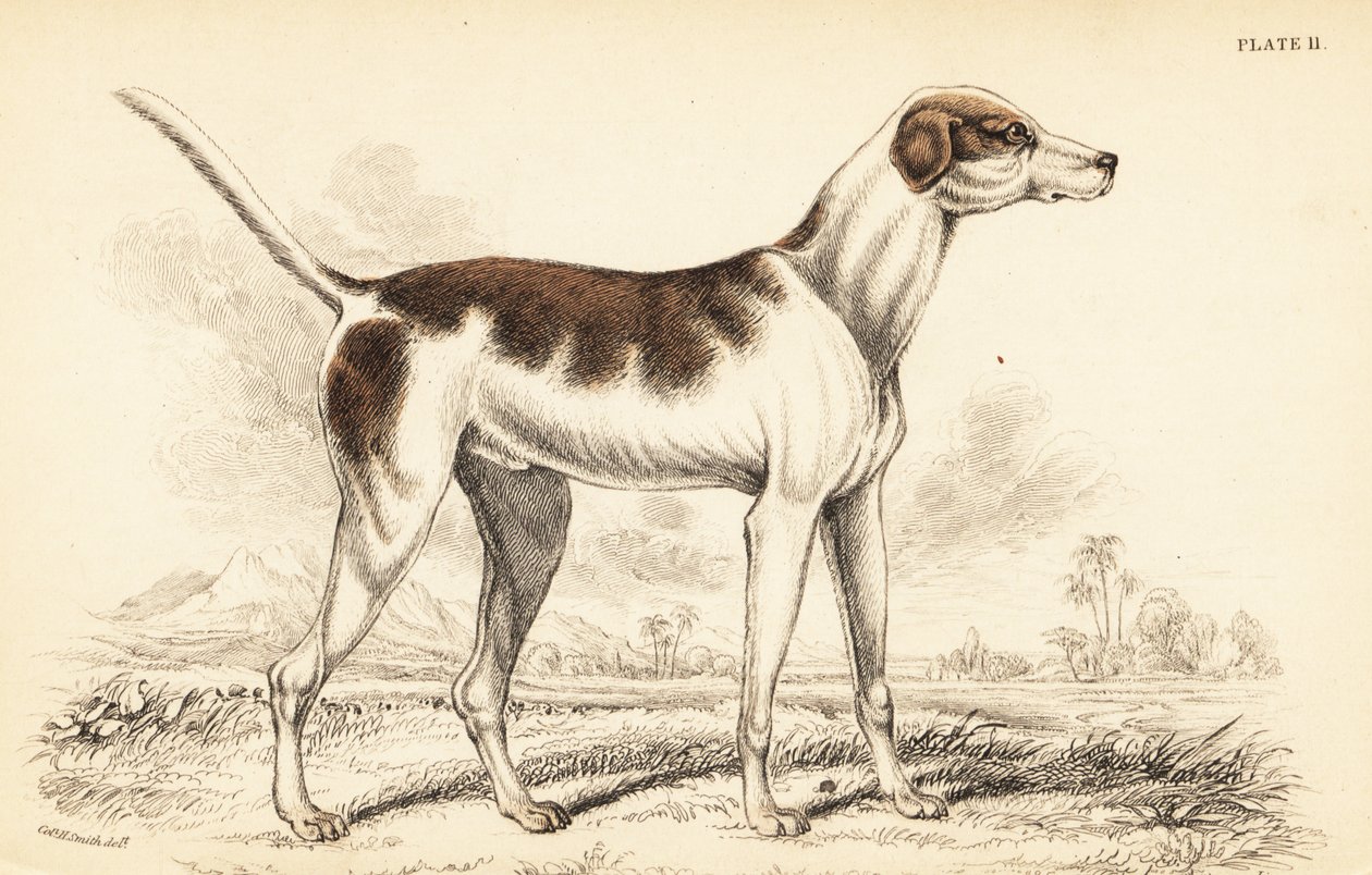 Doğu tazı, Canis lupus familyis by William Home Lizars