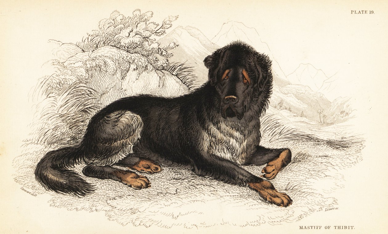 Tibet mastiff, Canis lupus familyis (Tibet Mastiff, Canis urcani) by William Home Lizars