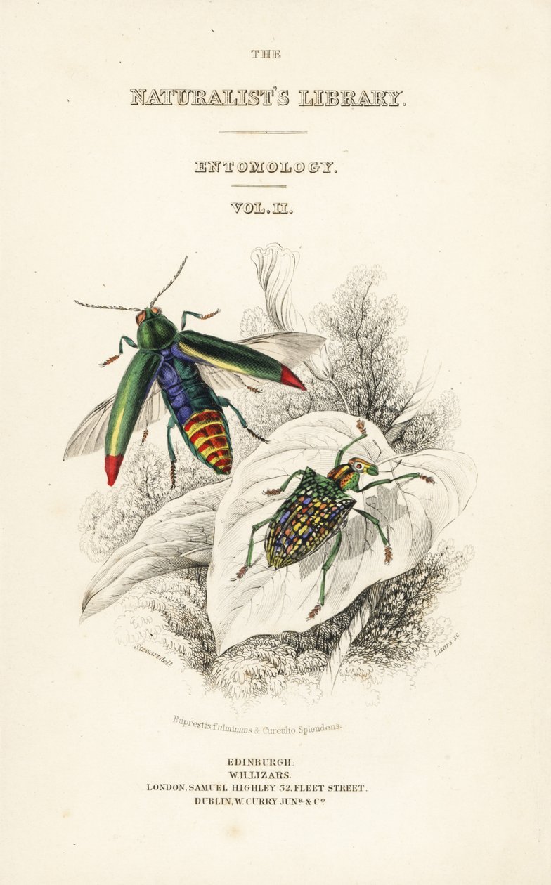 Mücevher böceği skeç, Chrysochroa fulminans ve yama kanatlı elmas böceği, Curculio splendens ile başlık sayfası by William Home Lizars