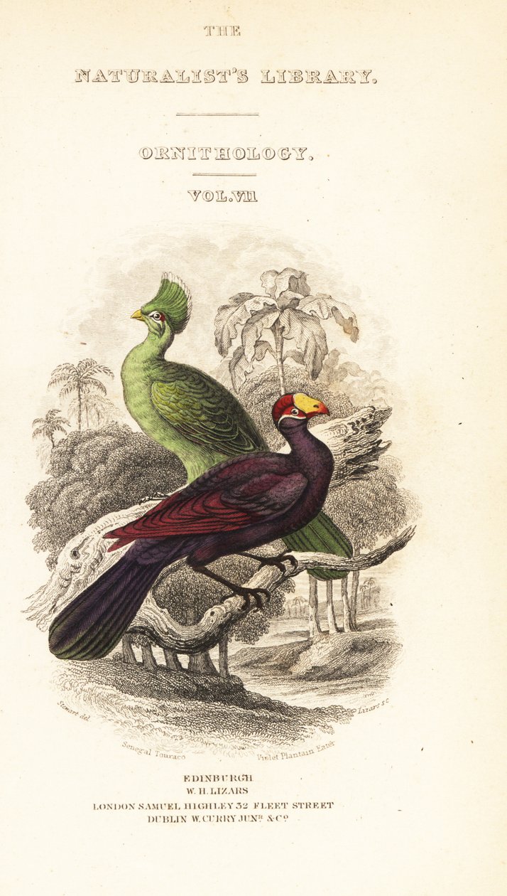 Gine turaco, Tauraco persa buffoni ve menekşe turaco, Musophaga violacea skeç içeren başlık sayfası by William Home Lizars