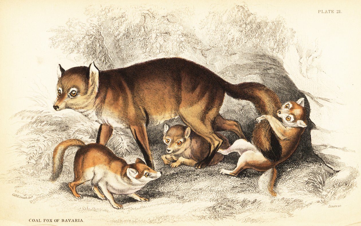 Kızıl tilki çeşitleri, Vulpes vulpes, yavrularıyla birlikte (Bavyera Kömür tilkisi, Vulpes alopex) by William Home Lizars