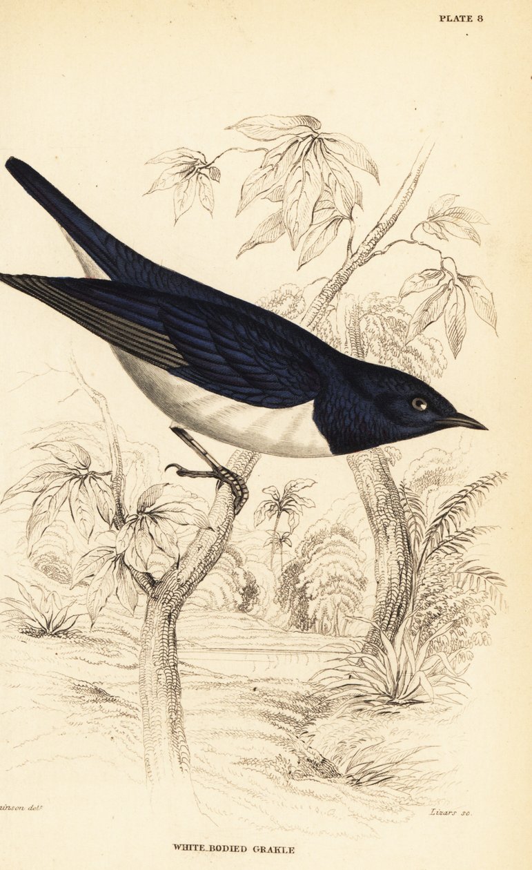 Menekşe sırtlı sığırcık, Cinnyricinclus leucogaster (Beyaz gövdeli grakle, Lamprotornis leucogaster) by William Home Lizars