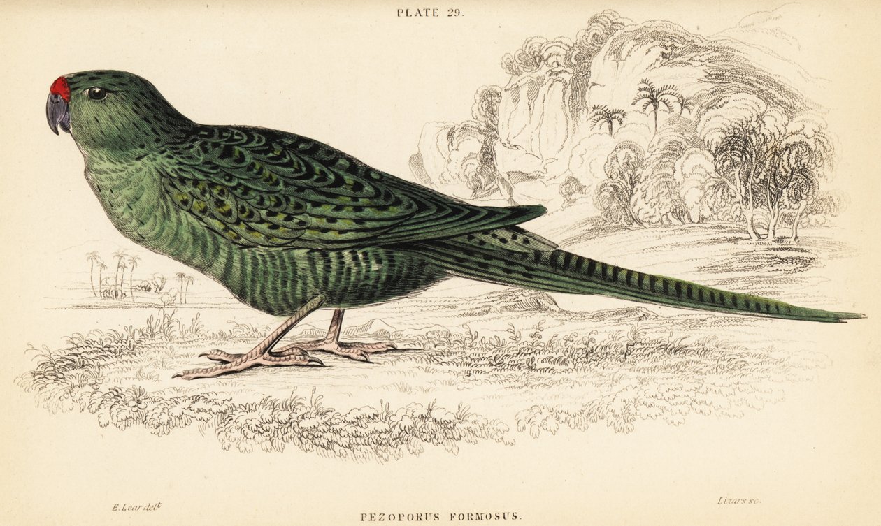 Batı yer papağanı, Pezoporus flaviventris by William Home Lizars